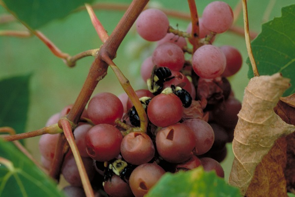 Figure 1. Bumble bees feeding in grape cluster.