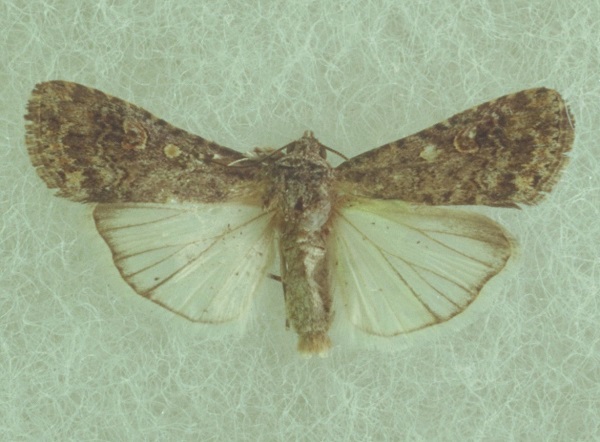 Figure 2. Beet armyworm moth.