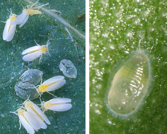 whitefly