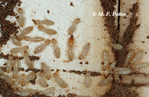 Termite colonies contain many ‘workers’ that consume wood and smaller numbers of ‘soldiers’ (center) with jaws modified for defense. 