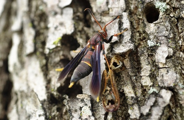 Banded Ash Clearwing Borer