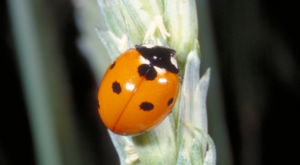 seven-spotted lady beetle