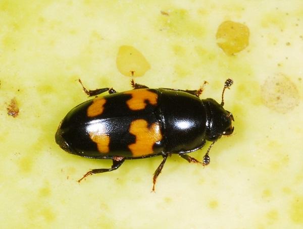 A sap beetle.