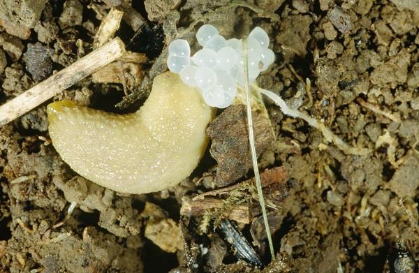 A common slug.