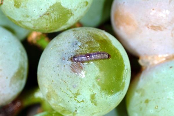 Grape berry moth larva.