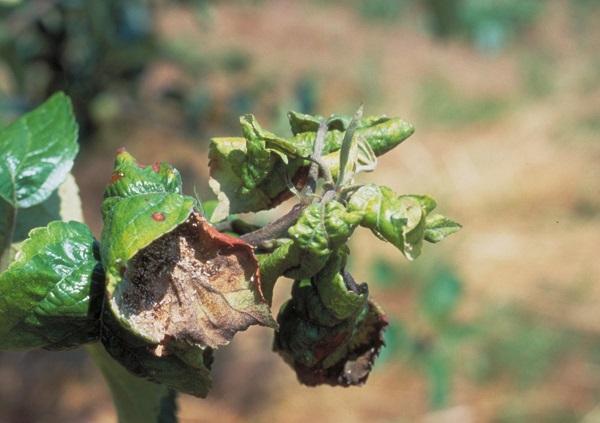 Figure 1. Tightly curled leaves are a sign of rosy apple aphid.