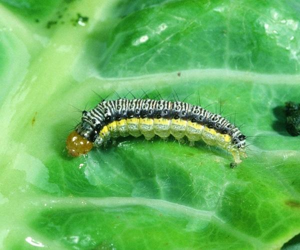 Figure 5. Cross-striped cabbageworm lays eggs in groups, so the larvae may be numerous on a few plants and absent on others.