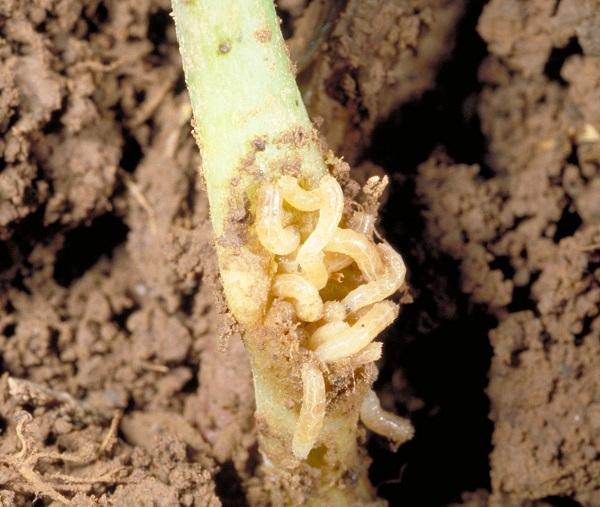 Figure 11. Cabbage maggot can cause serious losses to seedlings.