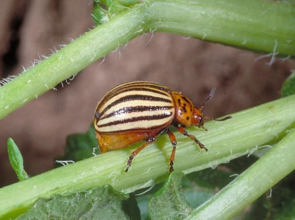 Figure 3Colorado potato beetle has alternating black and white stripes on its wing covers.