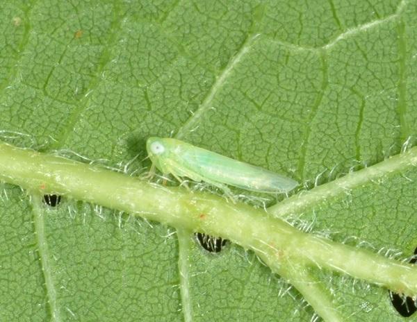 Figure 5. Potato leafhopper migrates from southern overwintering areas each summer.