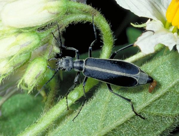 Figure 6. Blister beetles can attack a variety of vegetables.