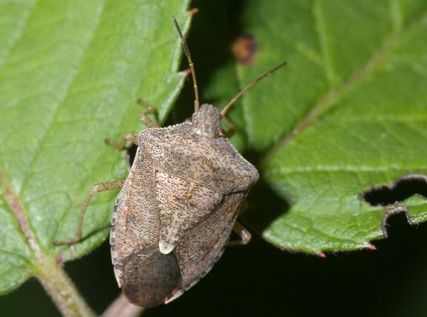 Figure 1. Brown stink bug commonly attacks seedling corn.
