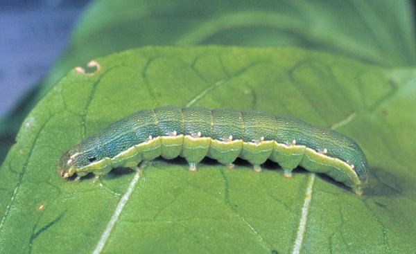 Figure 1. Beet armyworm has a distinctive black spot above the 2nd pair of true legs.