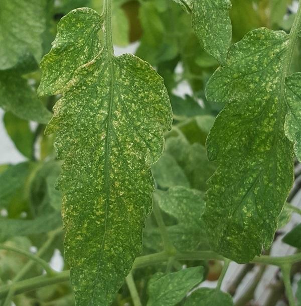Figure 1. Spider mite feeding causes a mottled color pattern to leaves called stippling.