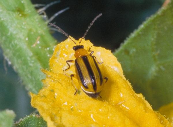 Figure 1. Striped cucumber beetles are yellow-green with three black stripes down the back and are 1/4 inch long.