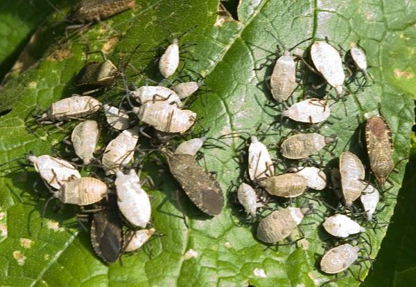 Figure 5. Large squash bug nymphs and adults are common later in the summer.