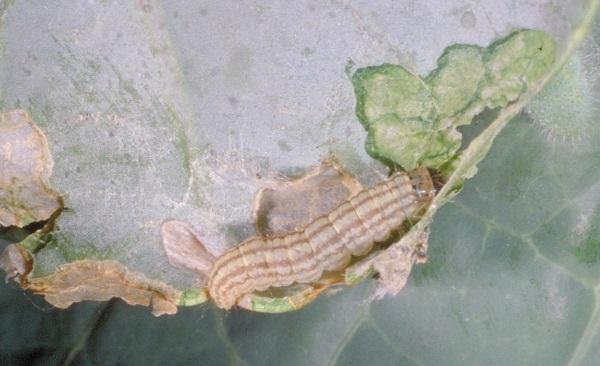 Figure 1. Cabbage webworm is uncommon but can occur in Kentucky.