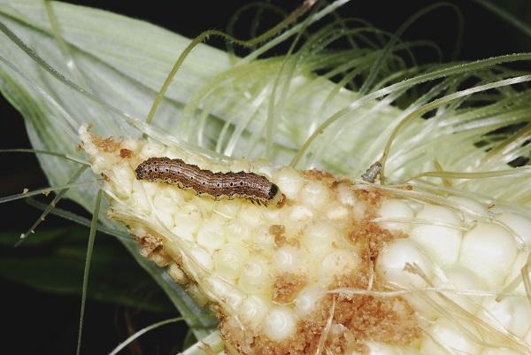 Figure 1. A young corn earworm larva feeding on a tip of an ear.