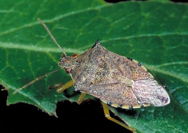 Figure 1. Spined soldier bugs can be recognized by their pointed 'shoulders' and dark marking on the transparent part of the front wings. Figure 1. Spined soldier bugs can be recognized by their pointed 'shoulders' and dark marking on the transparent part of the front wings.