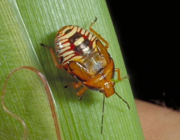 Figure 2. The spined soldier bug nymph is often observed actively searching plants for prey. Figure 2. The spined soldier bug nymph is often observed actively searching plants for prey.