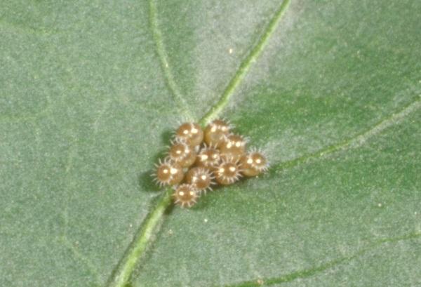 Figure 3. The eggs look different from other stink bug eggs in that each has a crown of spines. Figure 3. The eggs look different from other stink bug eggs in that each has a crown of spines.