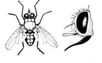 Horn Fly Horn Fly
