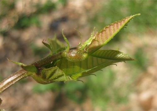 ASIAN CHESTNUT GALL WASP reproduces asexually and has one generation per year. Adult females lay eggs inside buds in early summer.