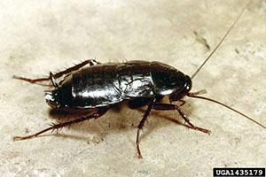 Oriental cockroaches are shiny and black, and often occur in basements and crawlspaces