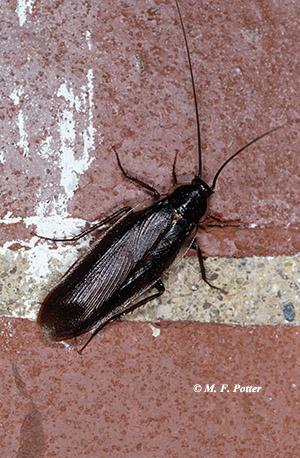 Wood cockroaches live outdoors but often find their way into buildings.