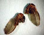 Drain Flies, aka Moth Flies Drain Flies, aka Moth Flies