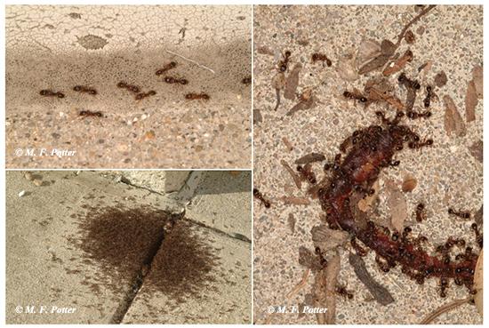 Worker ants forage for food and nourish the rest of the colony.