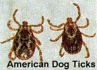 American Dog Tick American Dog Tick