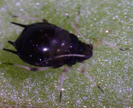 Aphis craccivora (photo by Cristina Brady) Aphis craccivora (photo by Cristina Brady)