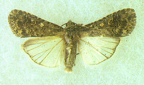 Beet Armyworm Moth Beet Armyworm Moth