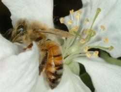 Honey Bee Honey Bee
