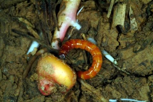 wireworms in corn