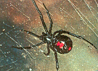 La araña viuda negra La araña viuda negra