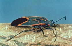 Boxelder Bug Boxelder Bug