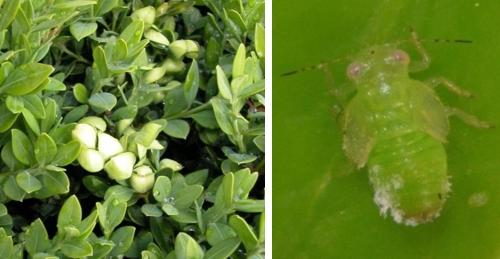 Cupping of boxwood foliage and boxwood psyllid nymph Cupping of boxwood foliage and boxwood psyllid nymph