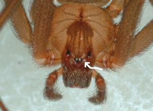 Brown Recluse Spider Eyes Brown Recluse Spider Eyes
