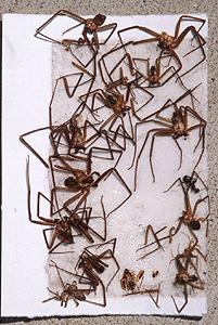 A glueboard with brown recluses