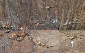 Brown Recluse Spider: Molted Skins Brown Recluse Spider: Molted Skins
