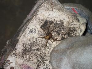 Brown Recluse Spider Hiding in Clutter Brown Recluse Spider Hiding in Clutter