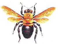 Carpenter Bee Carpenter Bee