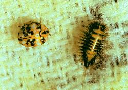 Carpet Beetle Adult and Larva Carpet Beetle Adult and Larva
