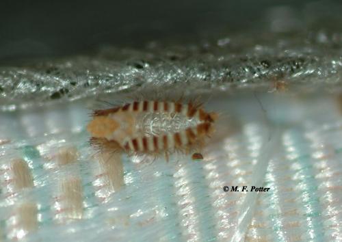 Shed (molted) skins of carpet beetles