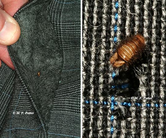 Carpet beetle larva feeding on a wool sports jacket. Concealed areas (e.g., cuffs, collars, fabric folds) are often preferred.  