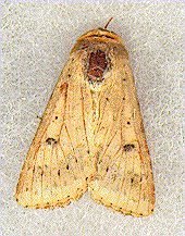 corn earworm moth corn earworm moth