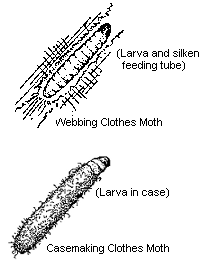 Clothes Moth Larva Clothes Moth Larva