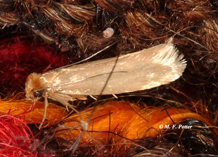 Adult webbing clothes moths (top) are sometimes mistaken for grain-infesting moths, such as the Indianmeal moth (bottom).  